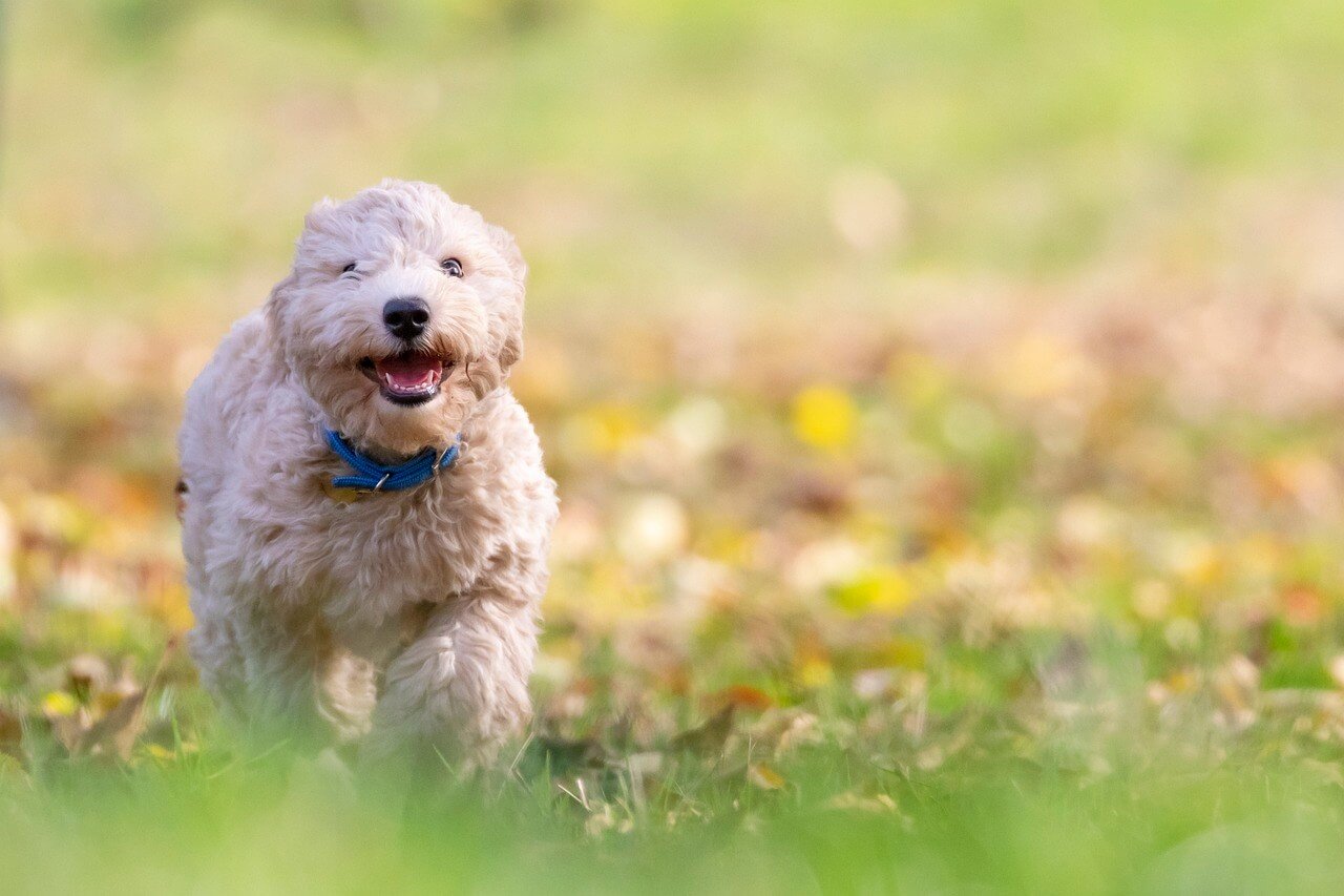Ant Bites on Your Dogs Paw: Best 7 Health Tips!
