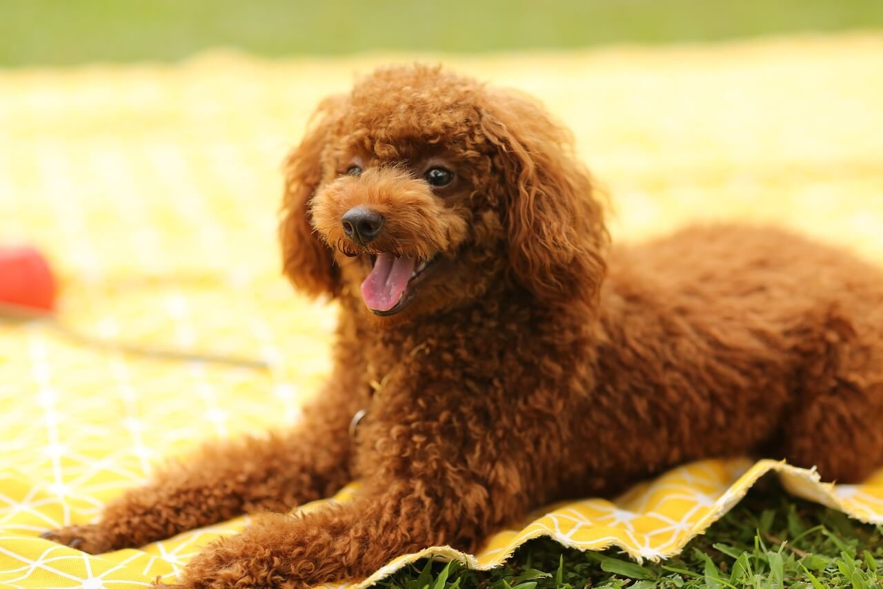 Poodle Dog Prices: Best 7 Expert Tips!