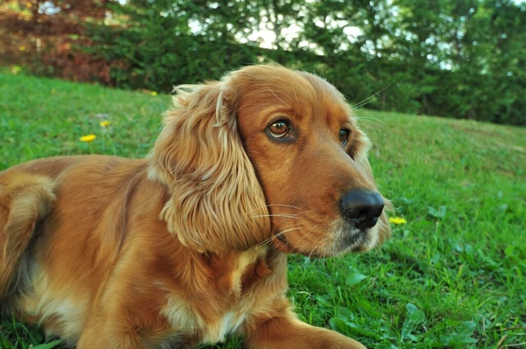 Hispanic Dog Names: Best 7 Expert Tips!
