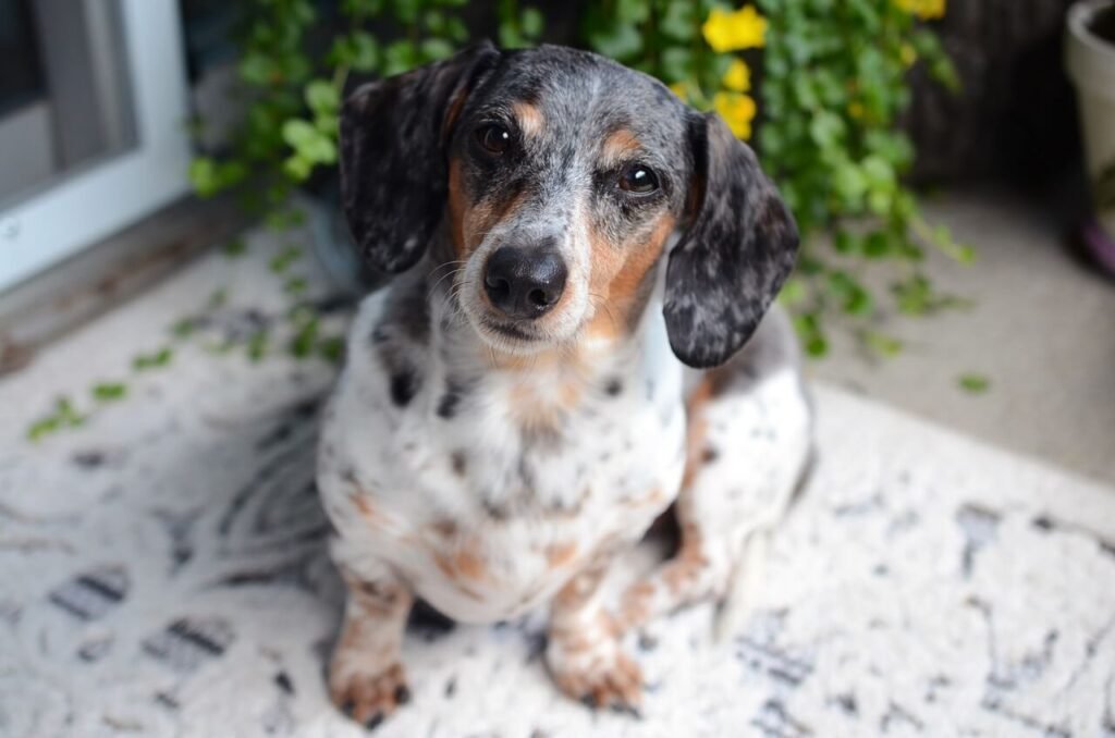 Can a Neutered Dog Still Mate? Best 7 Expert Tips!