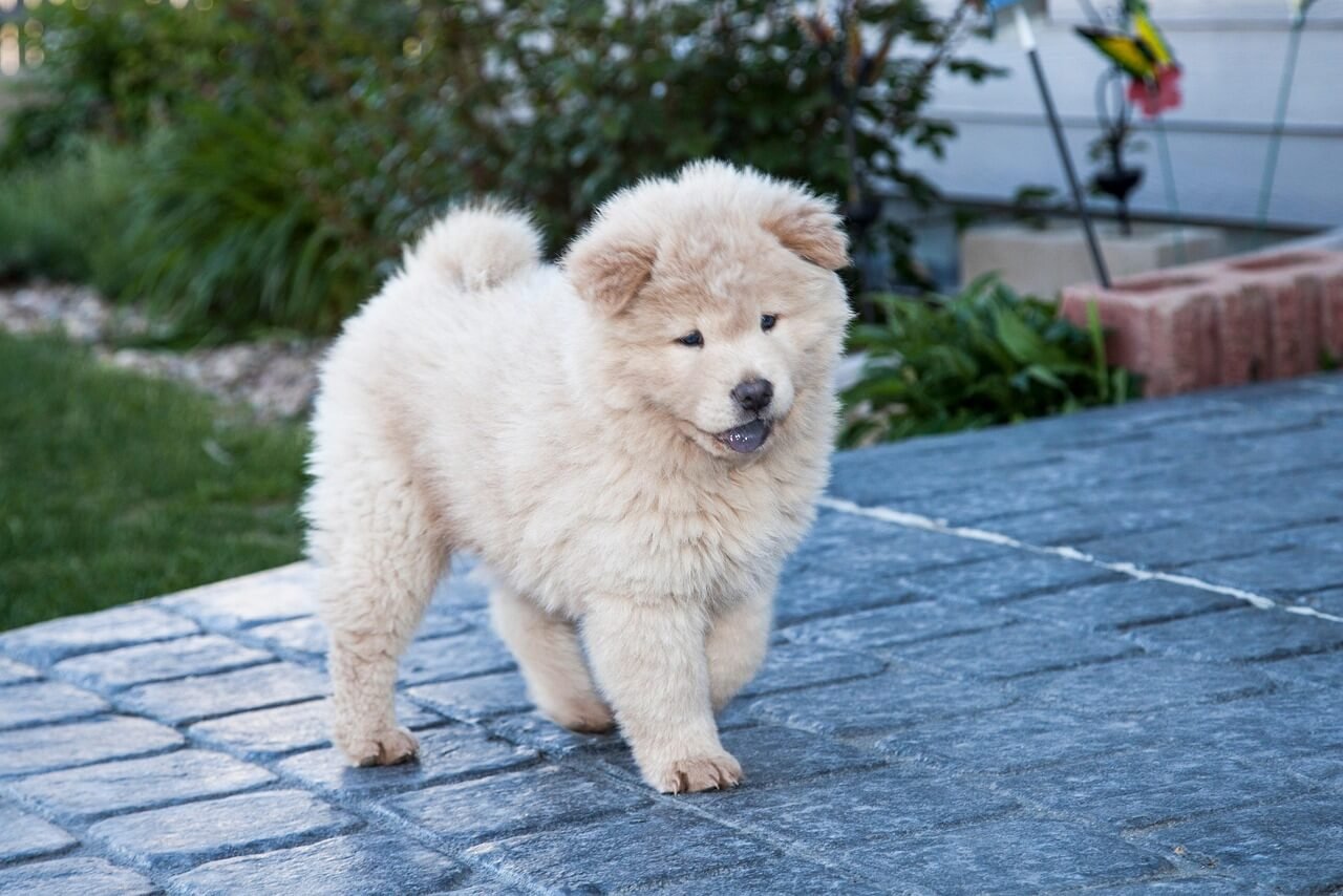 Why Do Dogs Stretch? Best 7 Behavior Tips!