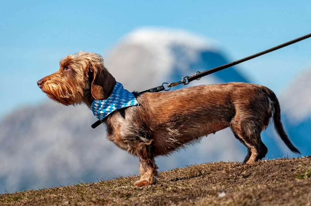 The Importance of Dog Gland Expression: Best 7 Tips!