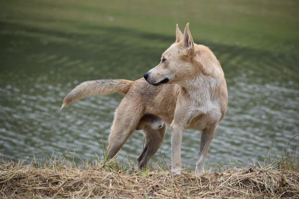 Understanding Military Dog Commands: Best 7 Expert Tips!
