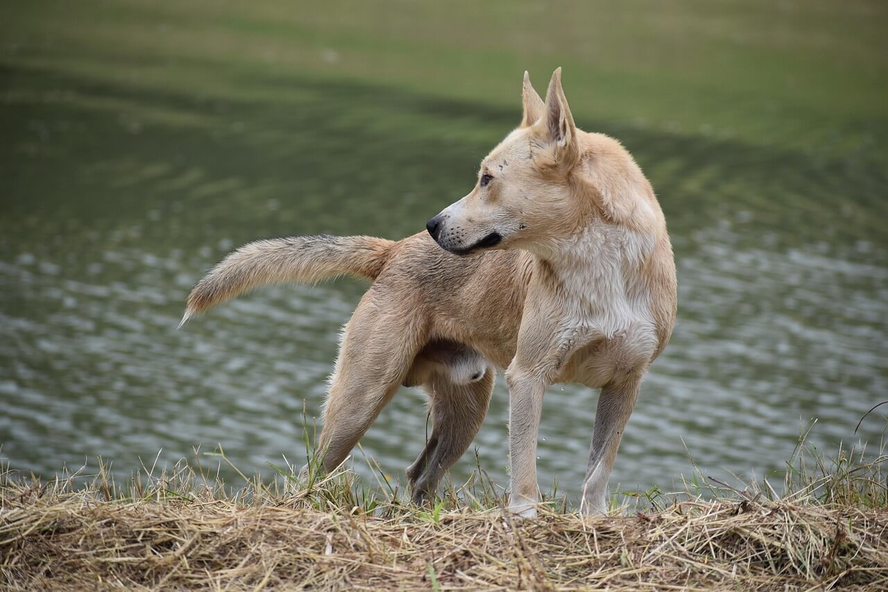 Understanding Military Dog Commands: Best 7 Expert Tips!