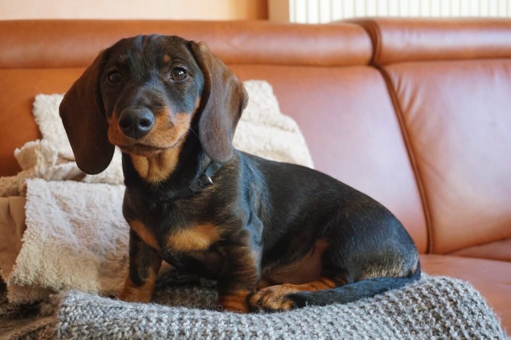 Why Is My Dog Twitching? Best 7 Health Tips!