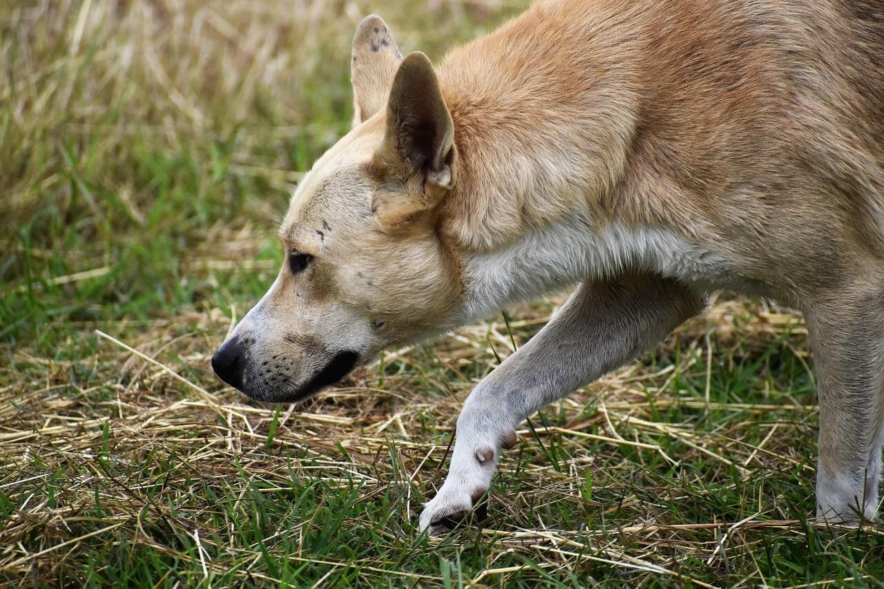 Can My Dog Eat Beans? Best 7 Health Tips!