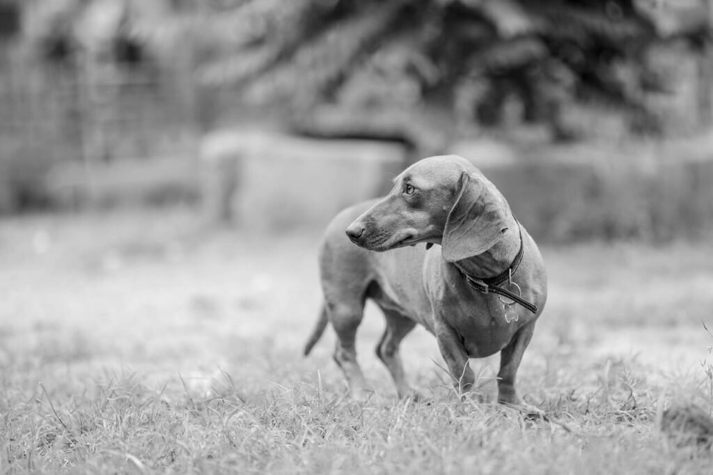 My Dog Ate a Peppermint Candy: Best 7 Health Tips!