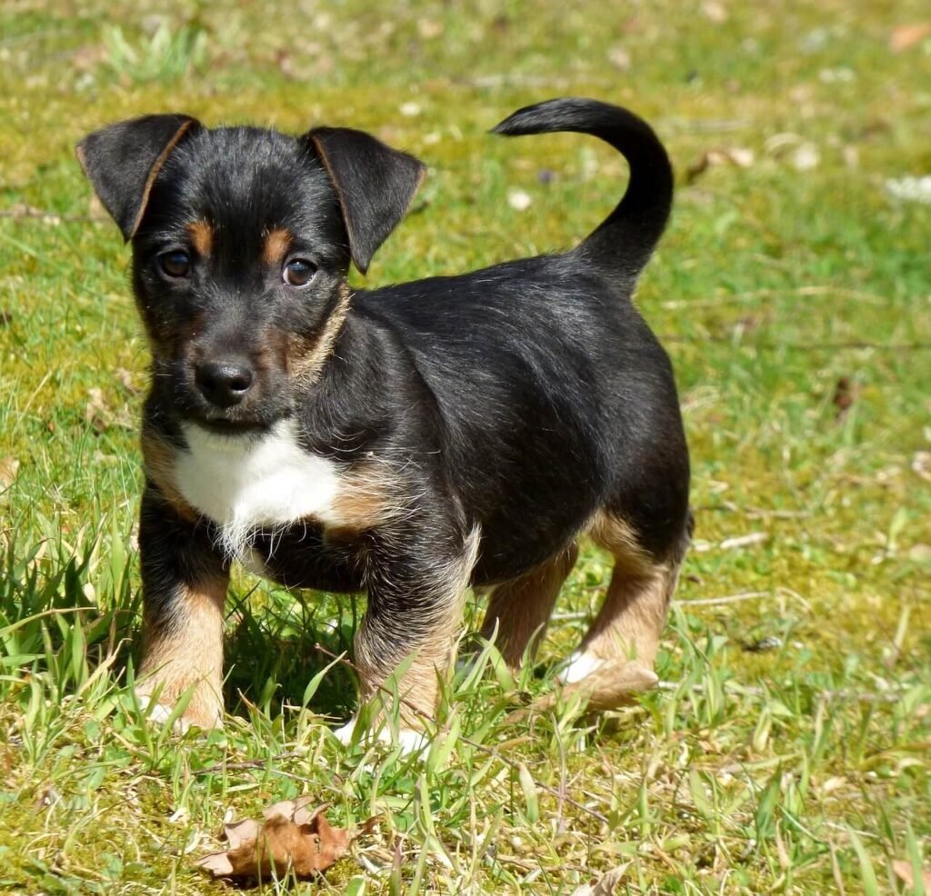 Egyptian Dog Names: Best 7 Expert Tips!