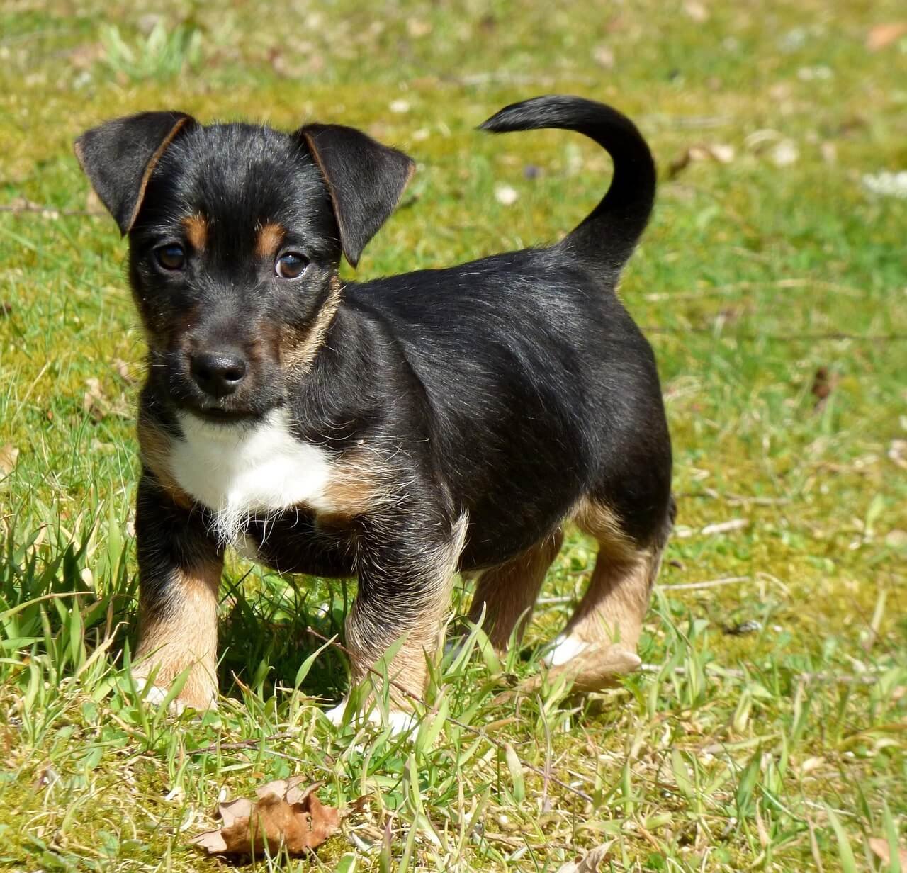 Egyptian Dog Names: Best 7 Expert Tips!