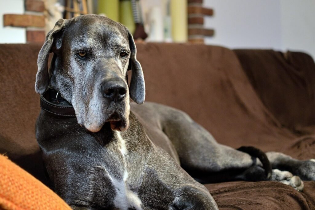 Gentle Giant Dog Breeds: Best 7 Expert Tips!