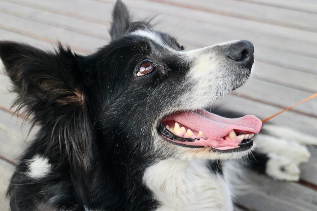 What to Do If Your Dog Ate Toothpaste: Best 7 Health Tips!