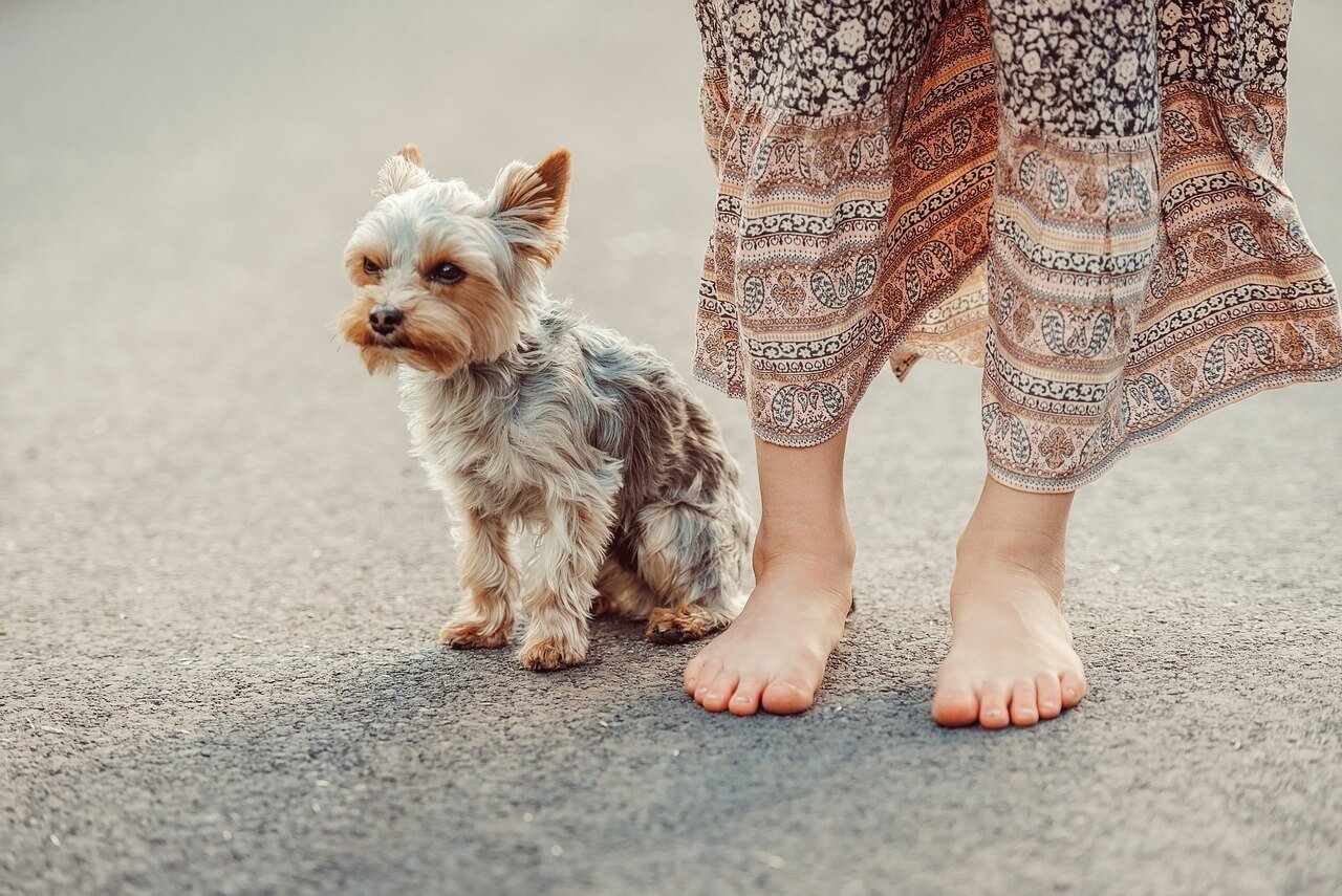 How Much Does a Yorkie Dog Cost? Best 7 Expert Tips!