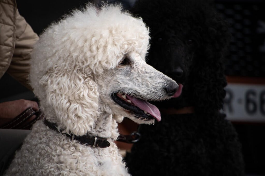 What Happens If Your Dog Ate Baking Soda? Best 7 Tips!