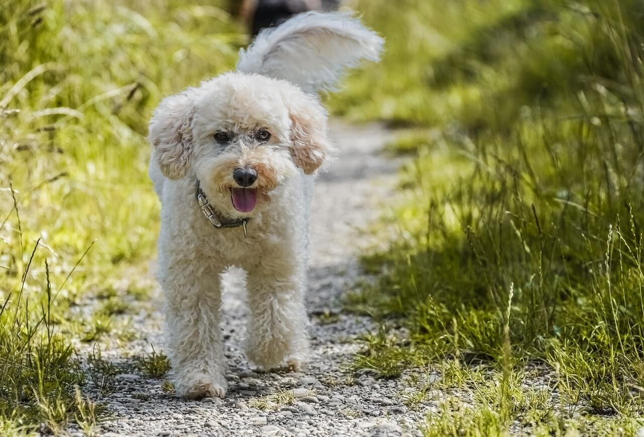 Understanding the ACTH Stimulation Test in Dogs: Best 7 Tips