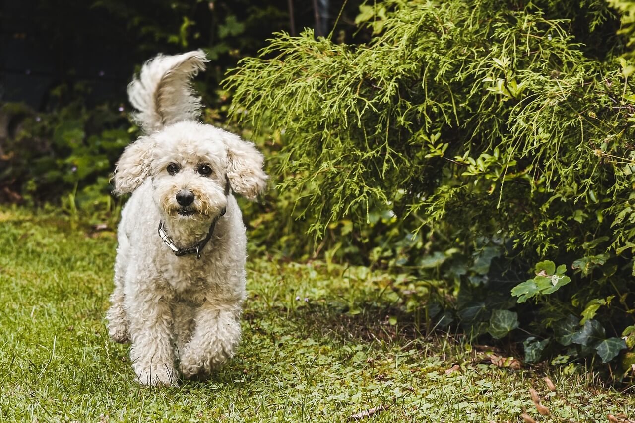 Can My Dog Eat Zucchini? Best 7 Health Tips!