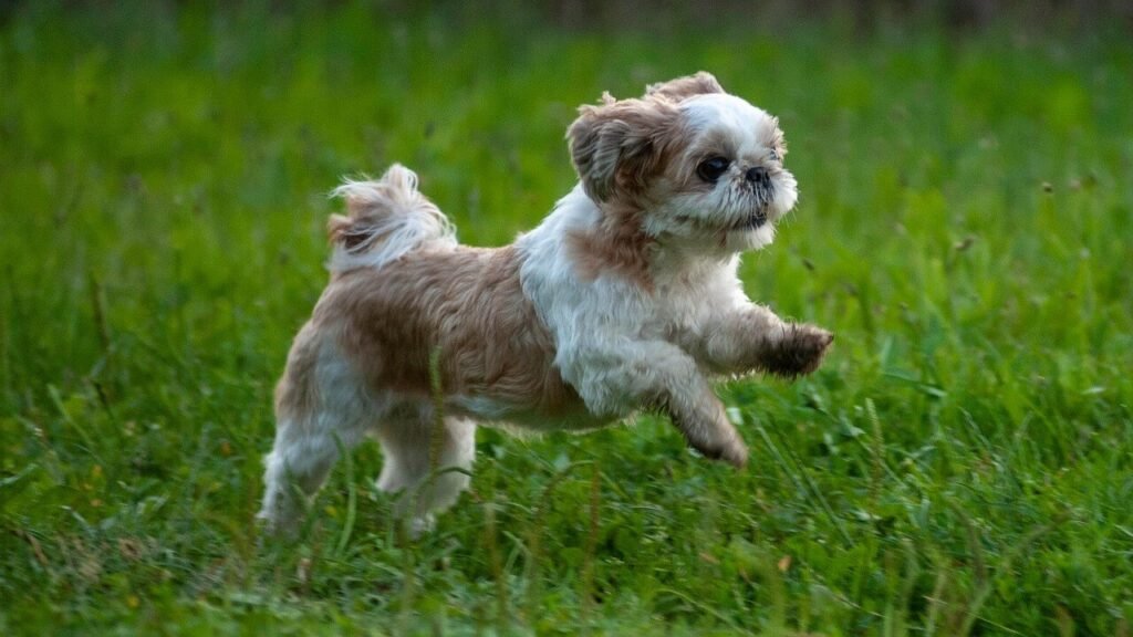 The Charm of Clingy Dog Breeds: Best 7 Expert Tips!