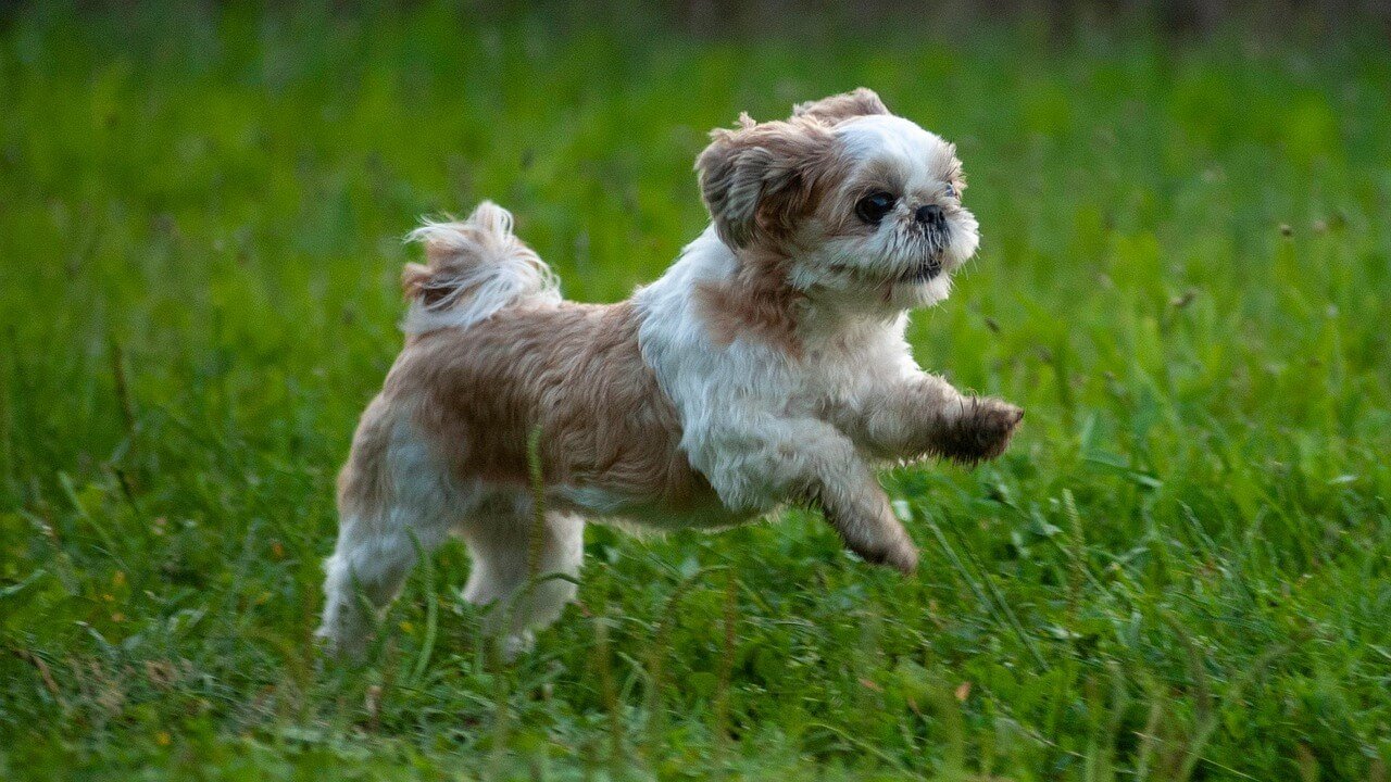 The Charm of Clingy Dog Breeds: Best 7 Expert Tips!