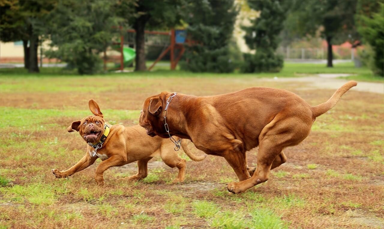 Can I Give My Dog Phenobarbital 2 Hours Early? Best 7 Tips!