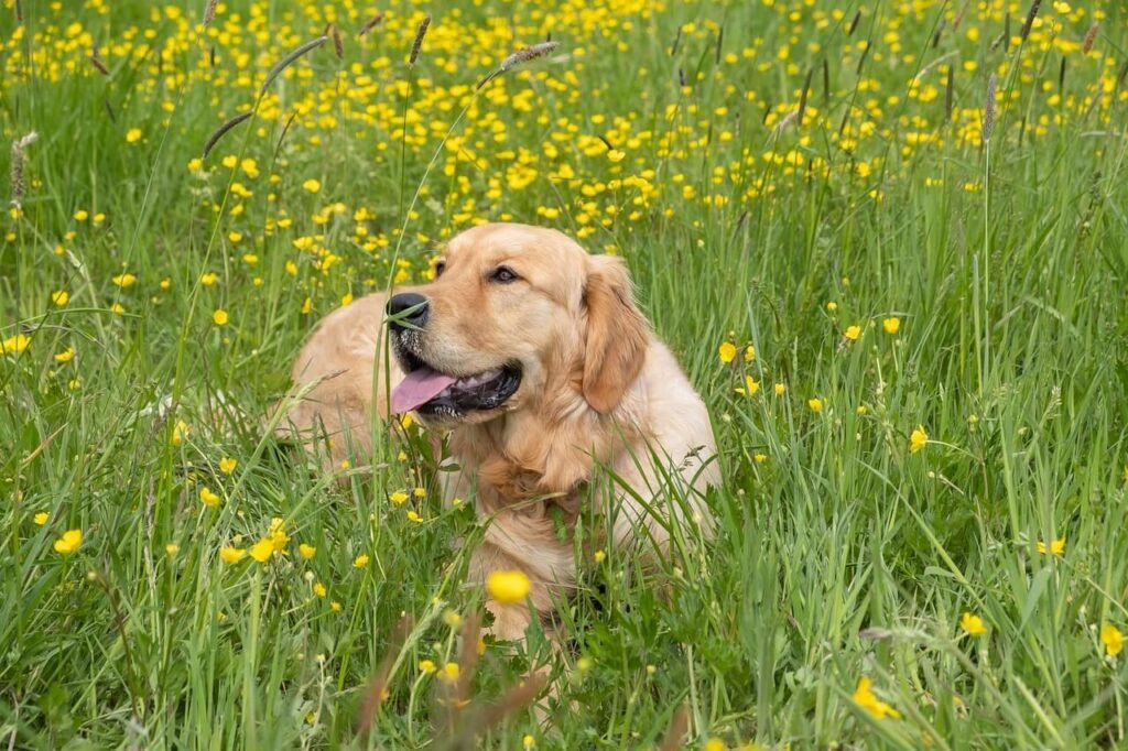 Why Does My Dog Pee on My Bed? Best 7 Expert Tips!