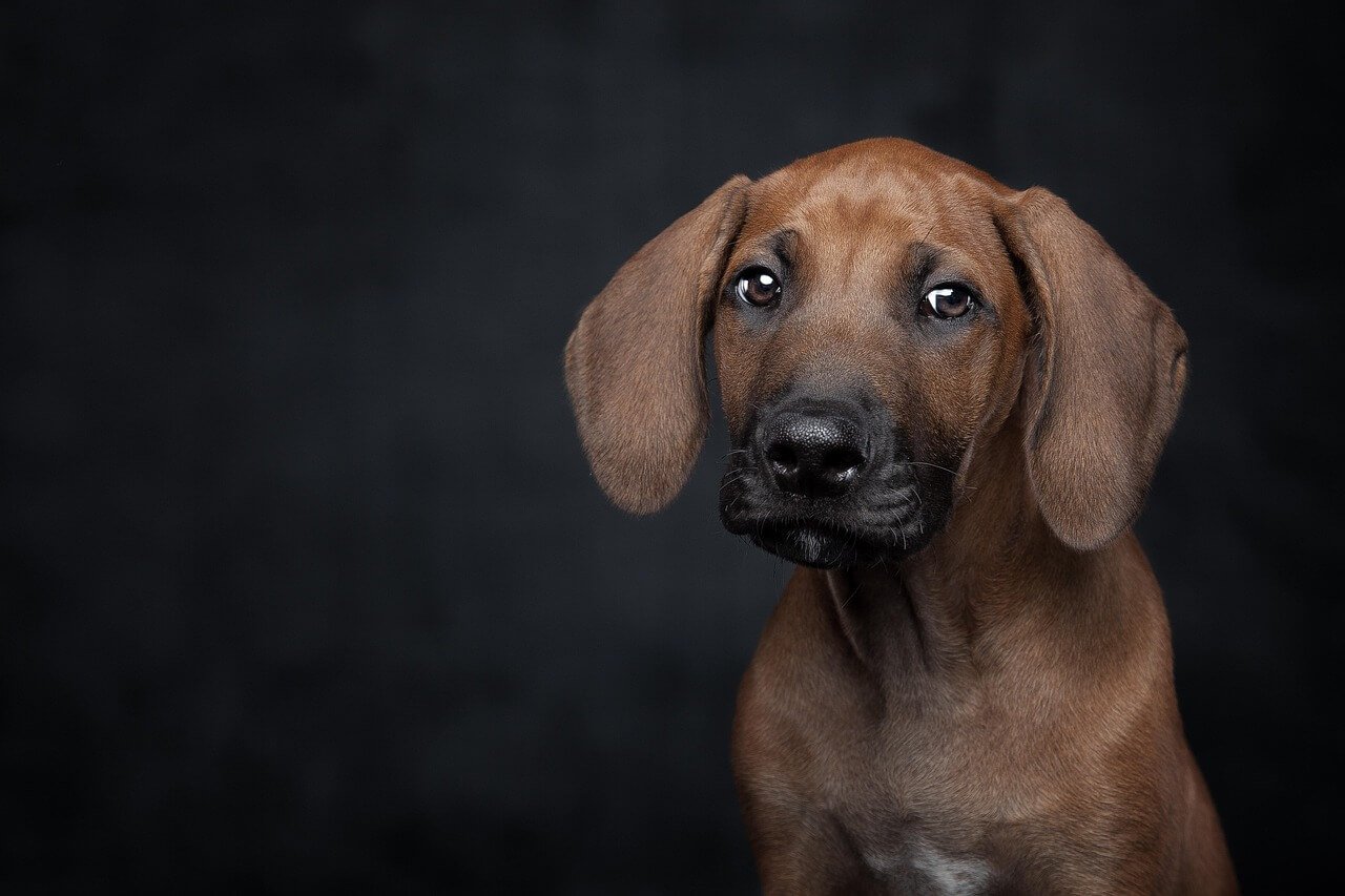 Understanding Dog Eye Cysts: Best 7 Health Tips!
