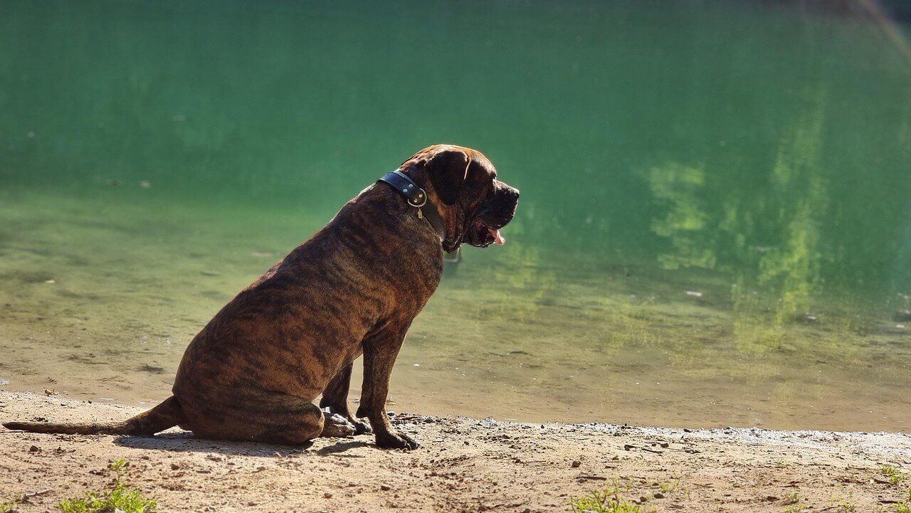 Is Chicken Jerky Good for Dogs? Best 7 Health Tips!