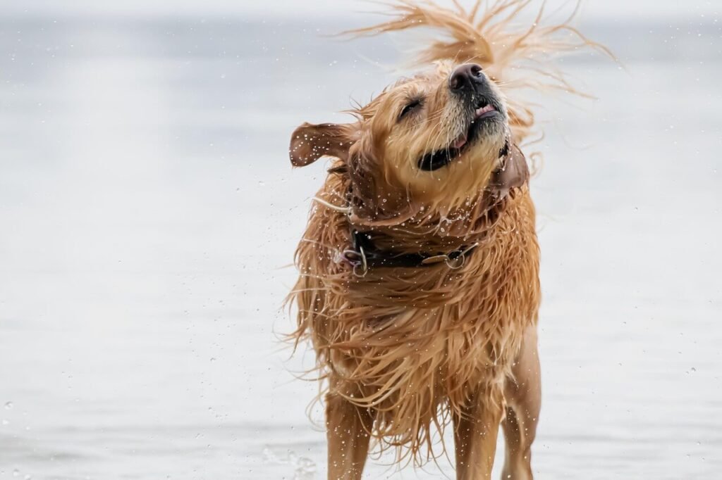 Why Dog Bite Wounds Are Not Sutured: Best 7 Health Tips!