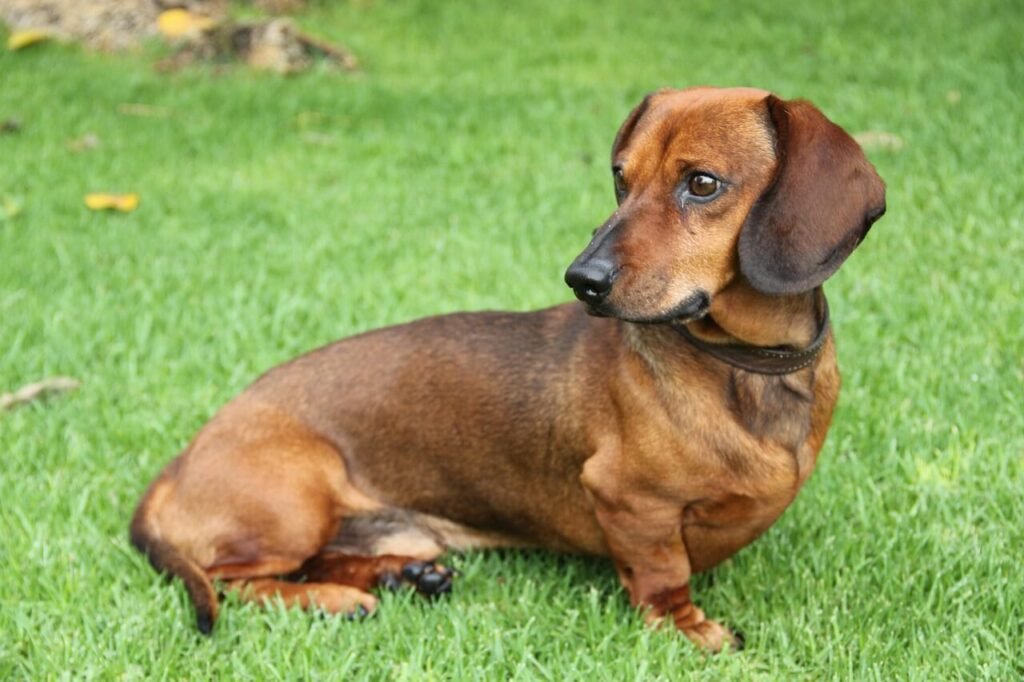 What Does Dark Brown Dog Poop Indicate? Best 7 Health Tips!