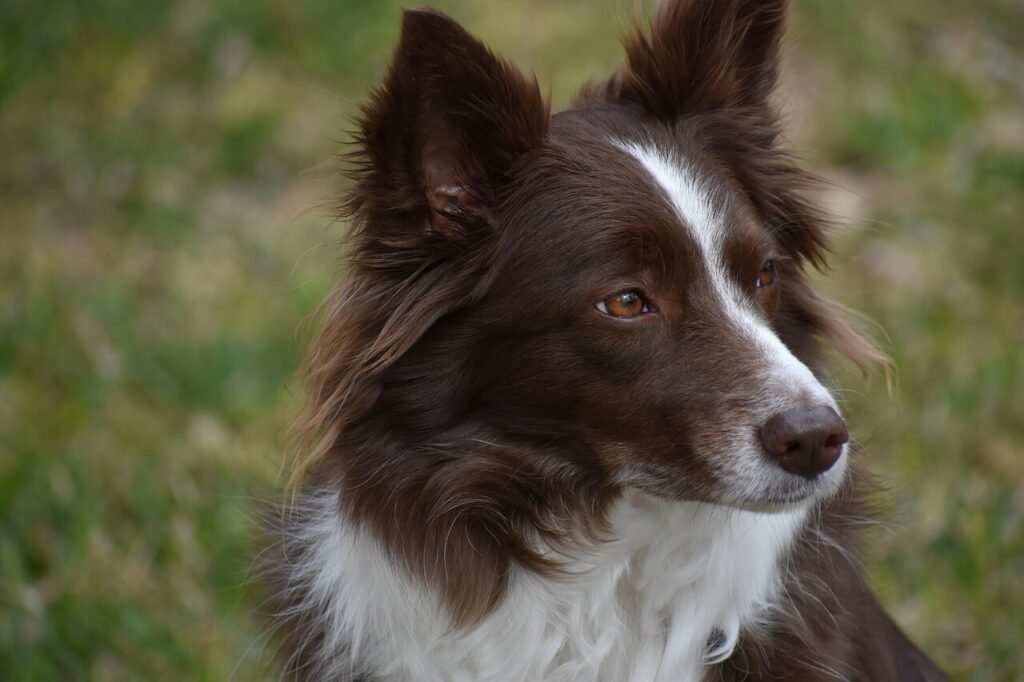 Why Your Dog Cries in the Crate at Night: Best 7 Tips!