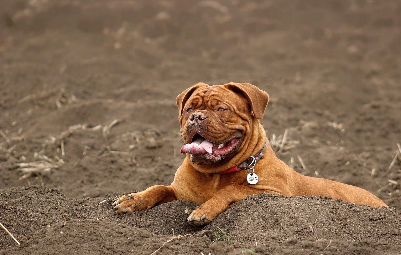 Does My Dog Know Im Sick? Best 7 Expert Tips!