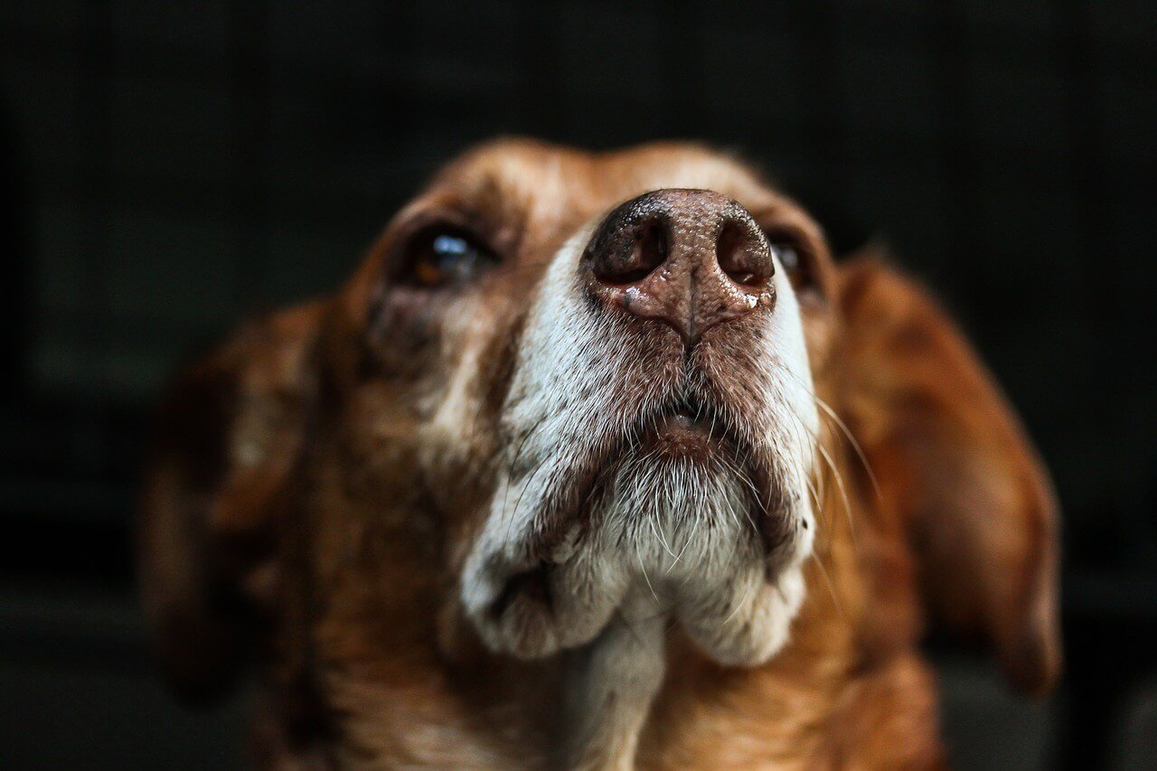 Dog Lyme Disease and Its Life Expectancy: Best 7 Tips!
