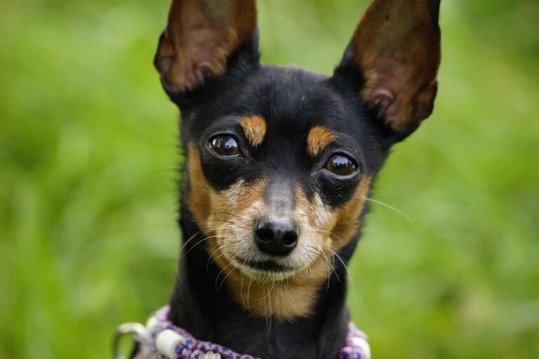 What Does Altered Mean for a Dog? Best 7 Tips You Need!