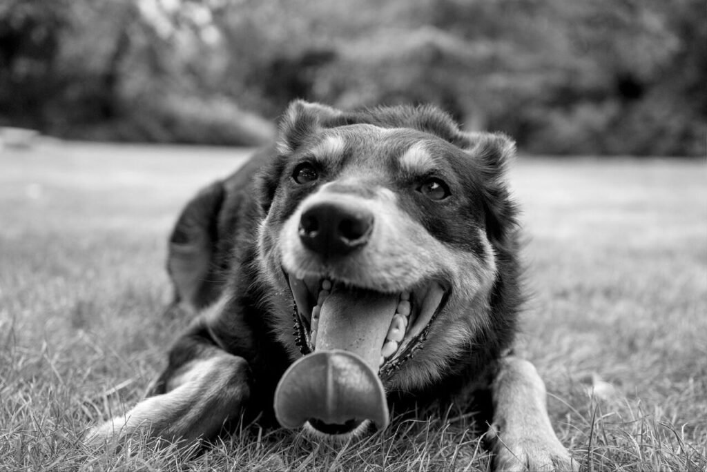 Understanding Dog Hyperventilation: Best 7 Health Tips!