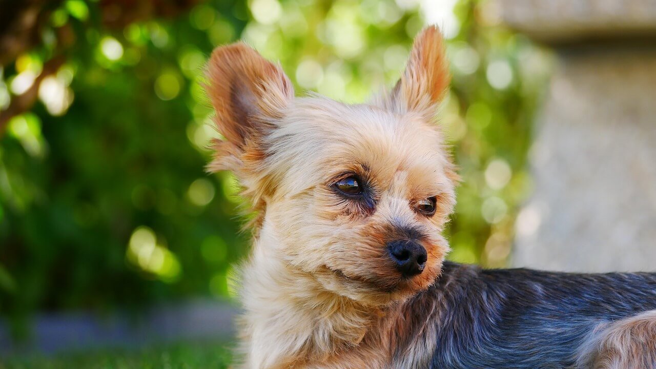 Understanding Iris Atrophy in Dogs: Best 7 Expert Tips!