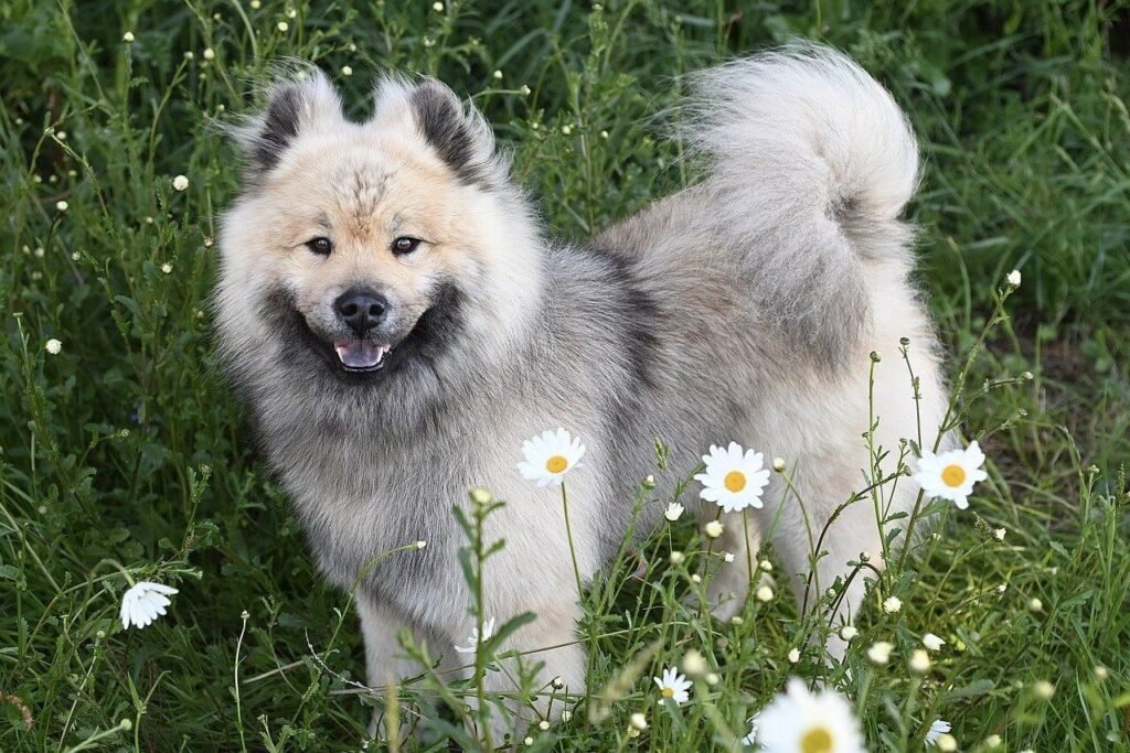 Why Is My Dog Burping So Much? Best 7 Behavior Tips!