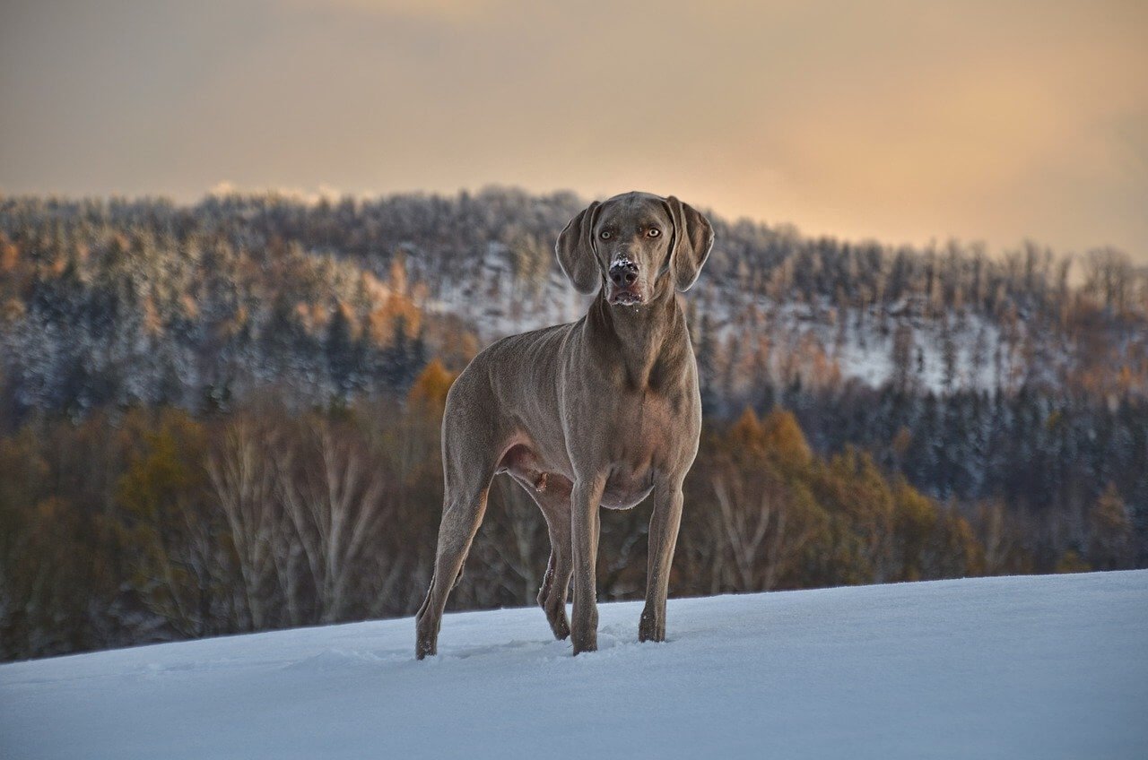 How Much Amoxicillin Should You Give Your Dog? Best 7 Tips!