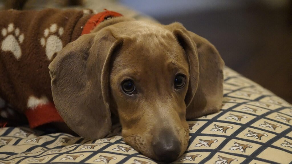 Why Does My Dog Lay Against Me? Best 7 Behavior Tips!