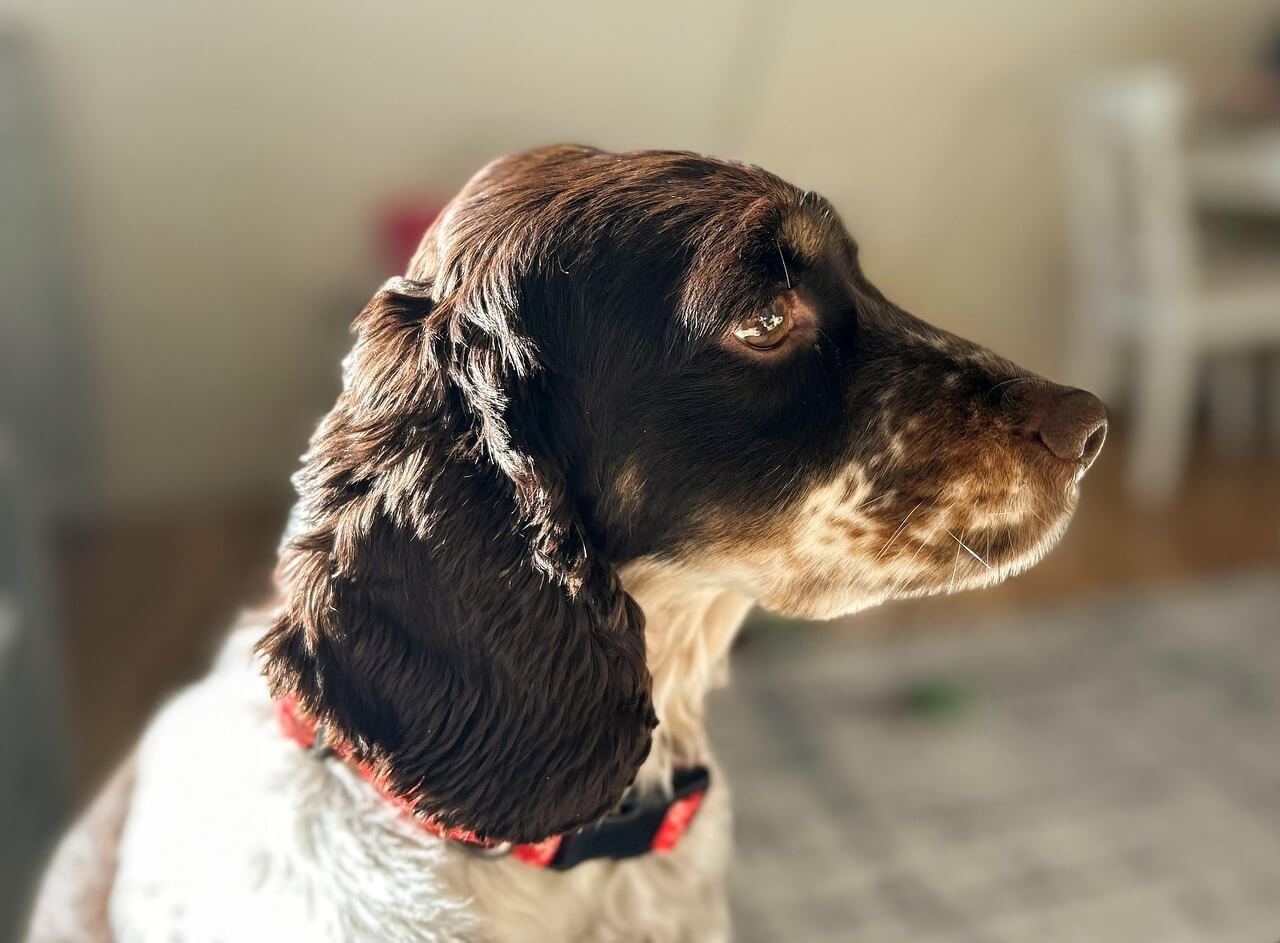 Understanding Horners Syndrome in Dogs: Best 7 Health Tips!
