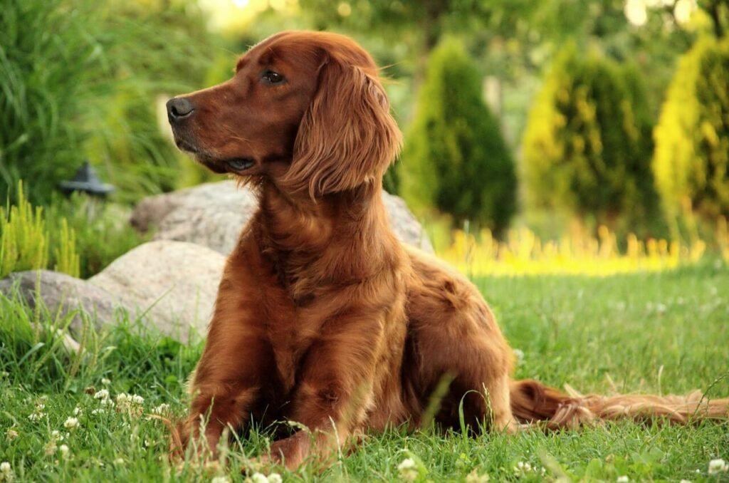 Why Your Dog May Not Be Eating After Surgery: Best 7 Tips!