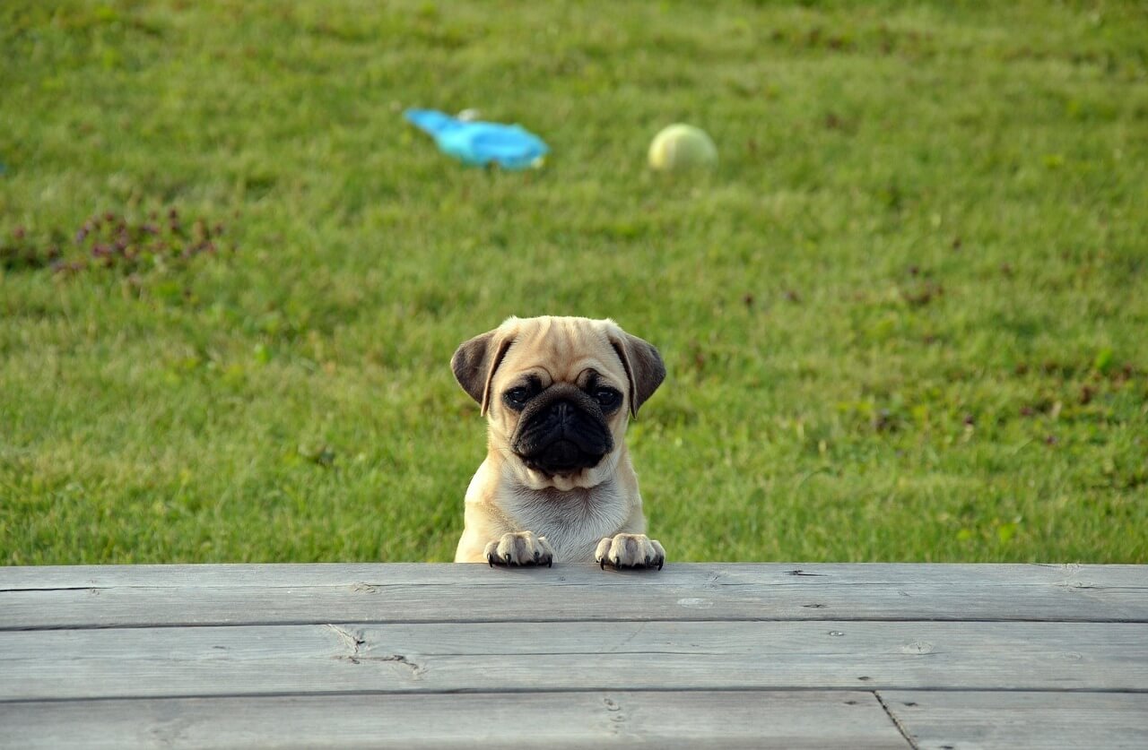 Recognizing the Signs of Bloat in Dogs: Best 7 Expert Tips!
