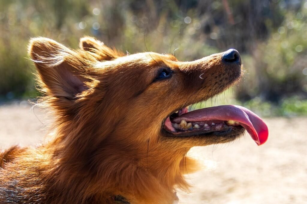 How Long Does It Take to Spay a Dog? Best 7 Expert Tips!