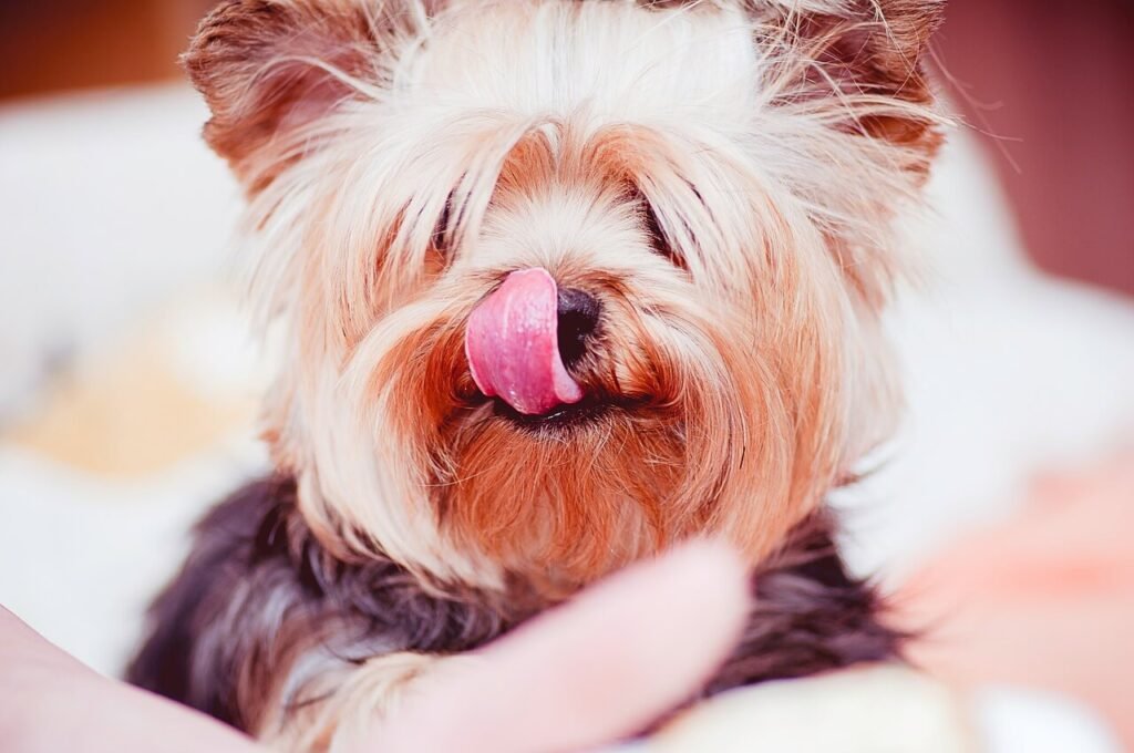 Understanding Gingival Hyperplasia in Dogs: Best 7 Tips!