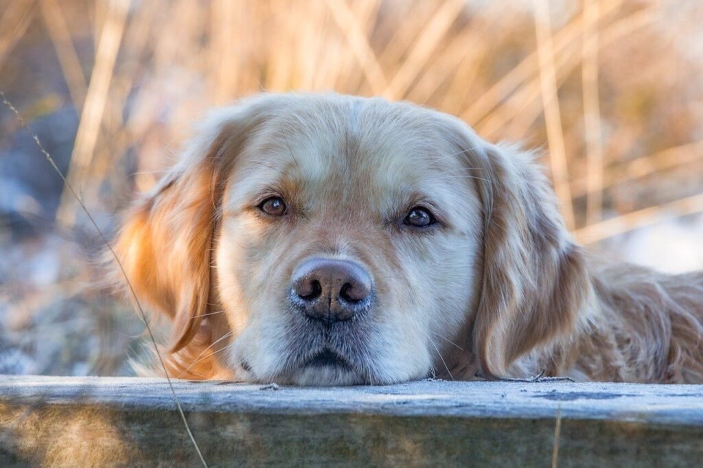 Understanding Cutaneous Lymphoma in Dogs: Best 7 Tips!