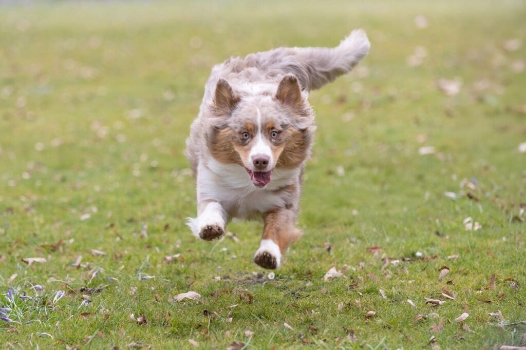 Understanding Infected Neuter Incisions in Dogs: Best 7 Tips