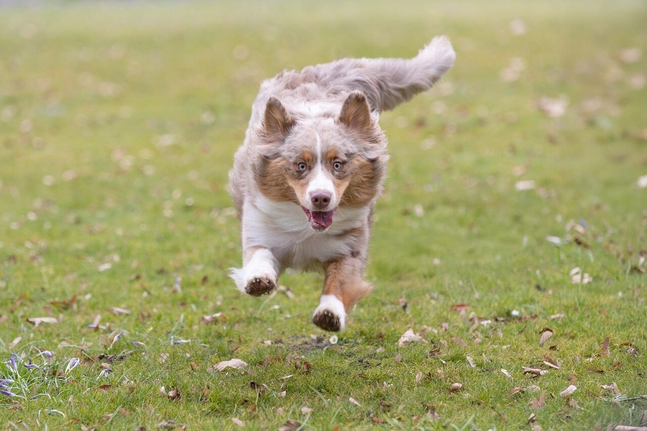 Understanding Infected Neuter Incisions in Dogs: Best 7 Tips