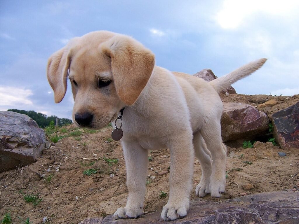 Why Is My Dog Losing Hair on Its Tail? Best 7 Behavior Tips!
