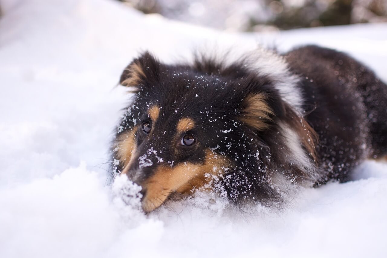 When Your Dog Ate Raw Chicken: Best 7 Health Tips!