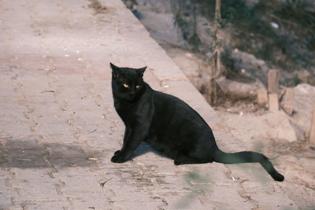 Why Does My Cat Sit on Me? Best 7 Behavior Tips!