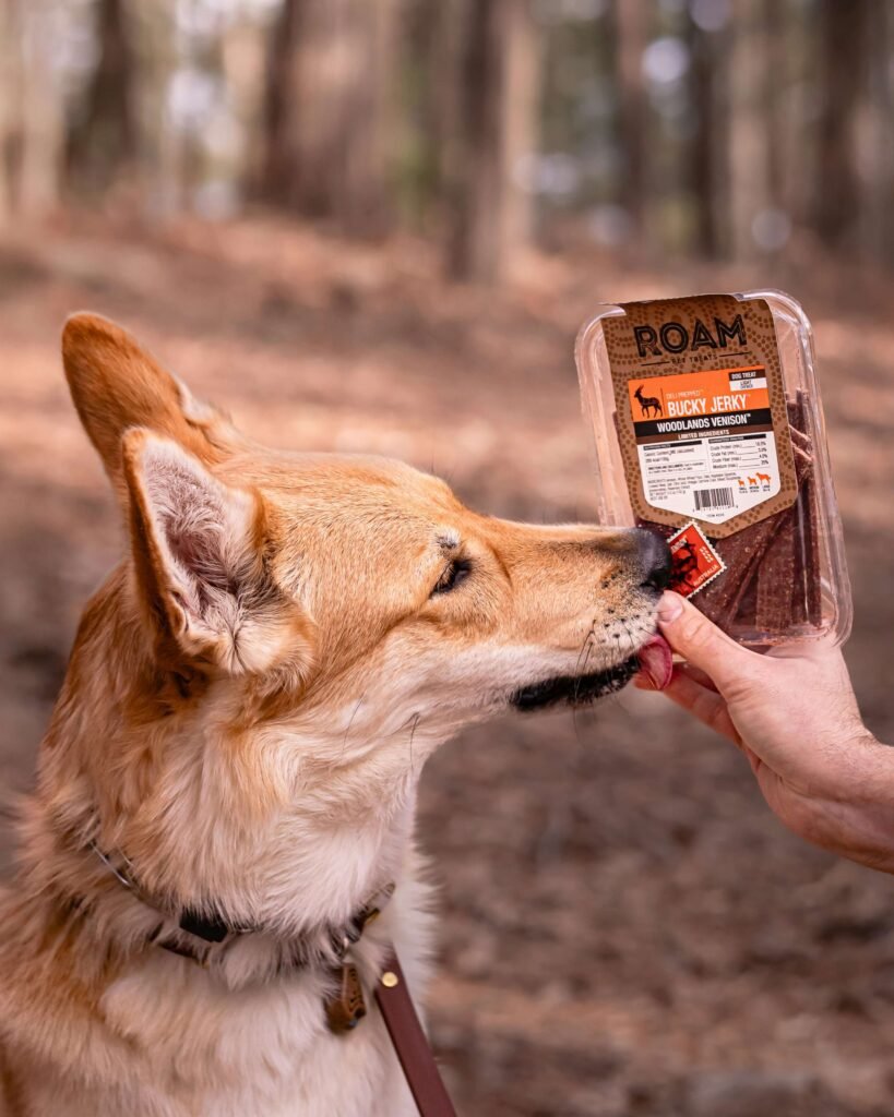 Discovering the Tamaskan Dog Temperament: Best 7 Tips!