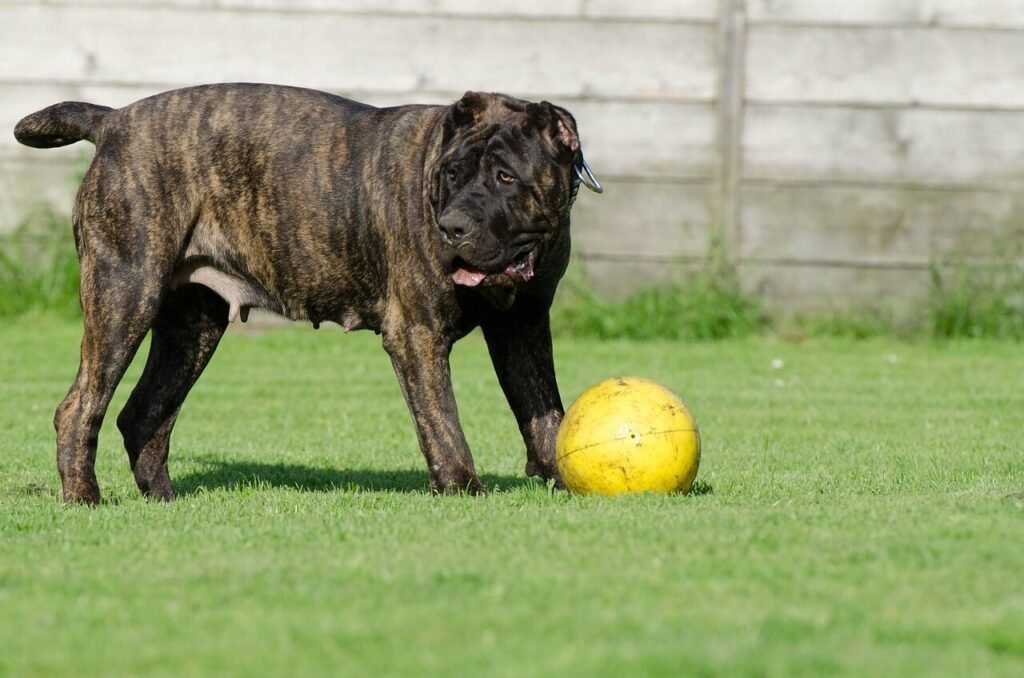 The Majestic Presa Canario: Best 7 Expert Tips!