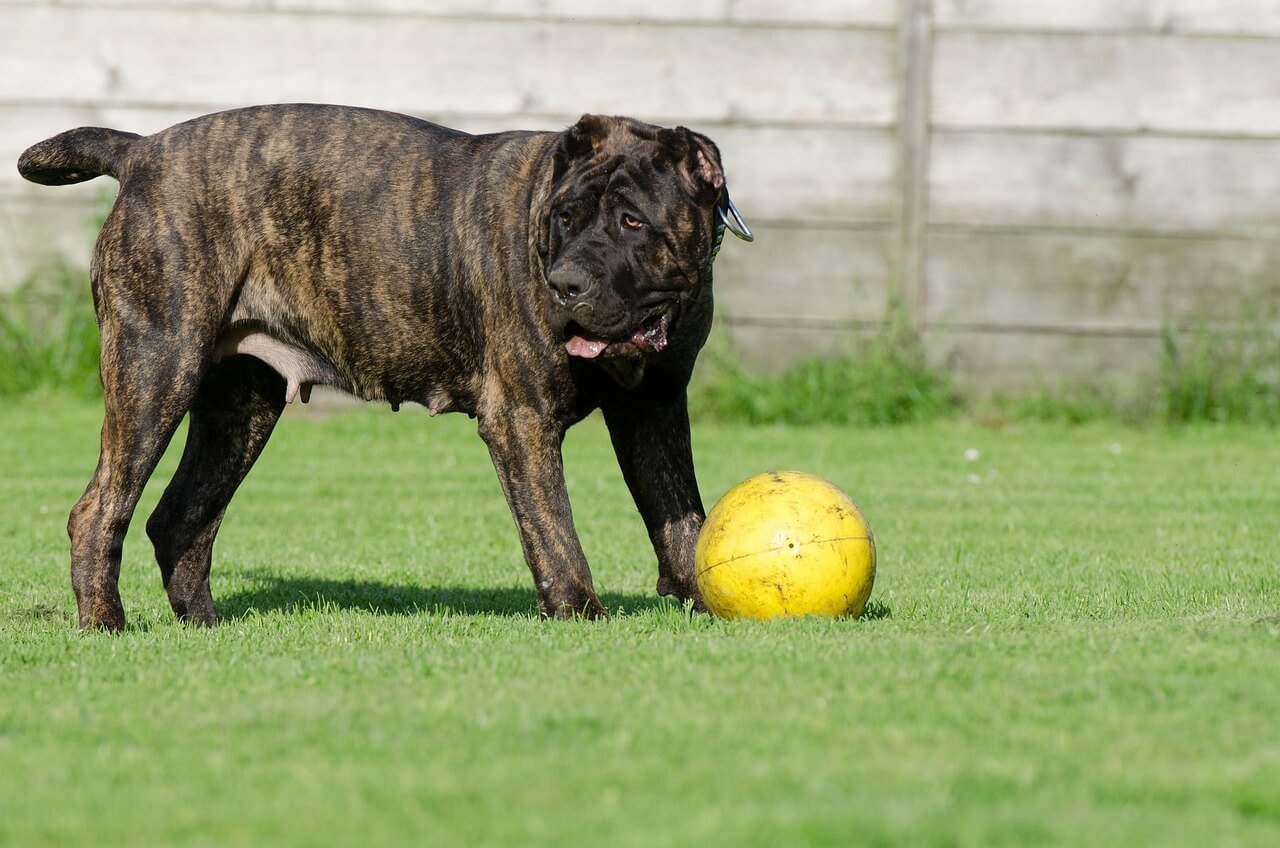 The Majestic Presa Canario: Best 7 Expert Tips!